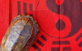 The Evolution of Tortoise Artwork: From Tradition to Contemporary