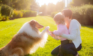 The Healthful Joys of Dog Walking: Benefits for You and Your Furry Companion