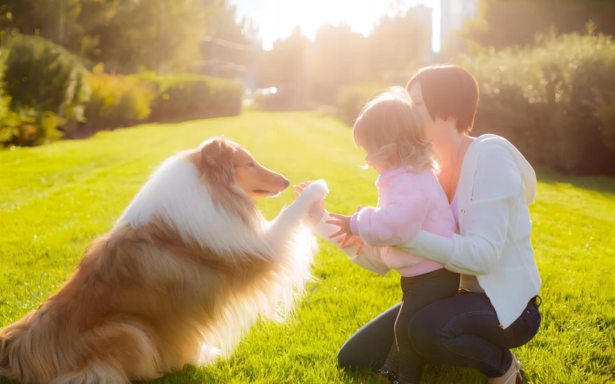 The Healthful Joys of Dog Walking: Benefits for You and Your Furry Companion