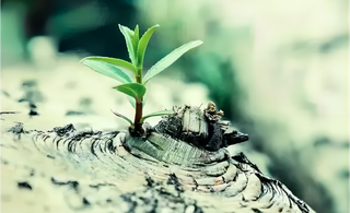 Flexibility and Adaptability: Cultivating Resilience