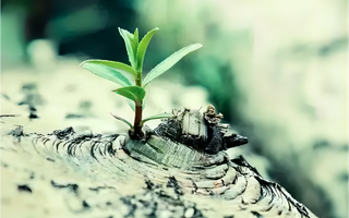 Flexibility and Adaptability: Cultivating Resilience