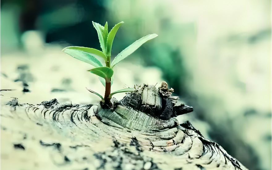 Flexibility and Adaptability: Cultivating Resilience