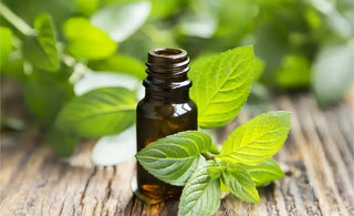  Unveiling the Calming Power of Essential Oils