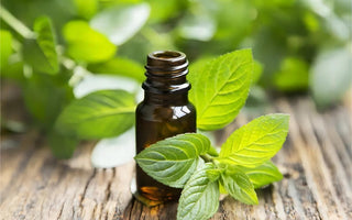  Unveiling the Calming Power of Essential Oils