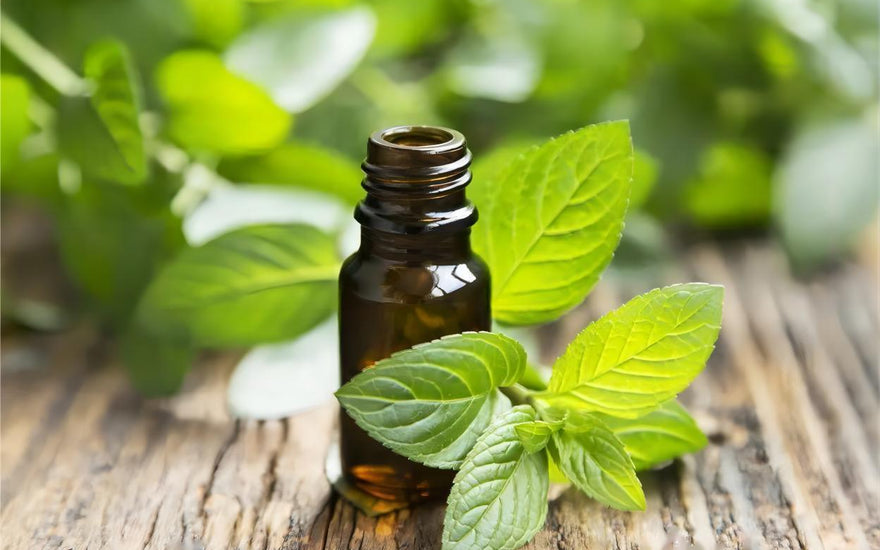  Unveiling the Calming Power of Essential Oils